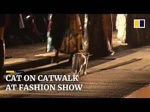 Cat makes an appearance on a fashion catwalk and steals the show