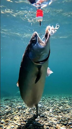 🐠 ULTIMATE Fish Bait Secret REVEALED! 🎣 Catch MORE Fish FAST!