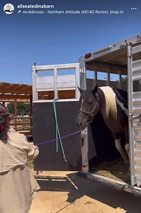 56 horses and donkeys SAFE! The ones who we deemed healthy and safe enough to travel to QT here with us in CA, are here! On solid ground and they’ll never see the inside of an auction yard or tagged with a sticker with hell glue ever again! This is the part that ALWAYS hits different. Not because it’s the end of the fight—but because it’s the start of something better for them. I wish every person who donated could stand right here and watch this. Watch what YOU made possible. Watch what it look