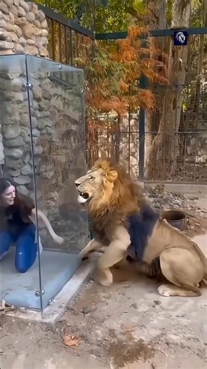 What Happens If a 🦁 Breaks the Zoo Glass 😱