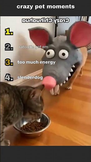 crazy pet moments #funny
