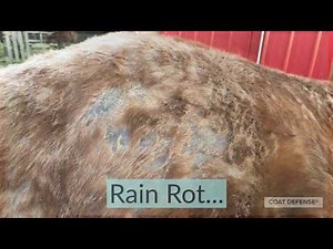 Watch Rain Rot on Horses Disappear