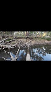77K views · 426 reactions | Murray cod are very aggressive fish. It's easy to see why so many of us love fishing for them with topwater lures. (File footage) #topwater #surfacefishing #murraycodfishing | Robbie Alexander Photography and Fishing | Facebook