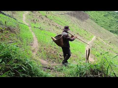 07/19/2026 Txoov Lauj bamboo flute with a bird crying sadly because it has no mother and no father