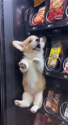 Cute Puppy Stuck in a Vending Machine 😭🐶