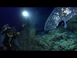 Un poisson gigantesque !