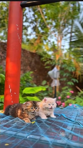 Tabby kittens😻😻#tabbycat#catlove#shorts#cutecat#kitten#love#reach