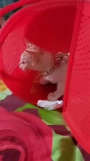 10K views · 141 reactions | তুরতুর টিংকু কে অনেক ভয় পায়  একবার...