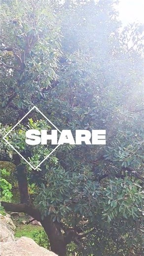 Relaxing Waterfall Sounds 🌊 Beautiful Nature Video for Stress Relief.