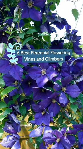 Perennial vines will grow larger and fuller over time! We gathered a few of the best options for a blooming garden come spring and summer. Keep these stunning perennial vines and climbers in mind for trellises, up trees, over doorways, or overflowing from hanging pots. #thespruce #perennials #springgarden #gardening ##hydrangeas #gardeninspiration #viningplants - Image credit: Thumbnail and clematis: emer1940 for Getty Images Climbing hydrangea: FactoryTh for Getty Images Chocolate vine: purple 
