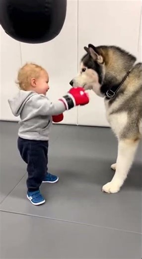 🥊Mini Boxer in Action! 👶🥊