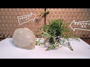 【カマキリ】オオカマキリとチョウセンカマキリの見分け方【グダグダ】