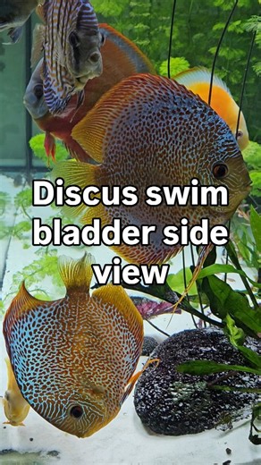 The weekend discus swim bladder sideview. #aquarium #discus | Discus Switch