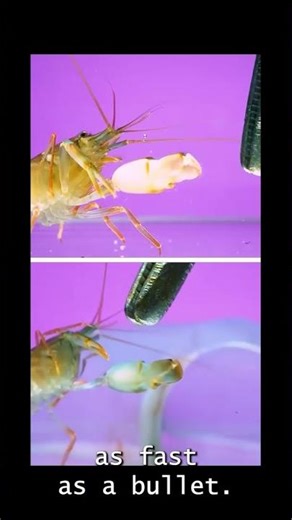 The World's Deadliest Sound Wave #shorts