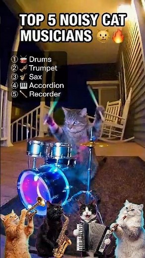 One Cat, Five Instruments 😼🎵 | Top 5 Noisy Cat Moments