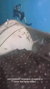 Hero divers found five whale sharks trapped in a massive ghost net 😢🦈 With care and teamwork, they freed them one by one. A powerful moment of connection, responsibility, and hope for our oceans 🌊 Let’s protect what we love. #whaleshark #marinelife #savetheocean #marineconservation #divelife | Red Sea Diving