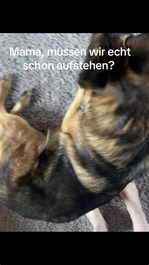 Wochenende! Da darf ich doch gaaaanz lange liegen bleiben, oder? Anna & „Dogtor“ Loki ❤️ Wir senden dir ganz viel Liebe und Freude #dog #germanshepherd #hund #doglove #doglover #doglife #gsdoftiktoks #dogtok #gsd #dogcontent #Mybestfriend #Ilovemydog #dogmum #dogdad #dogsoftiktok #dogsarefamily #fluffydog #doglife #cutedogs