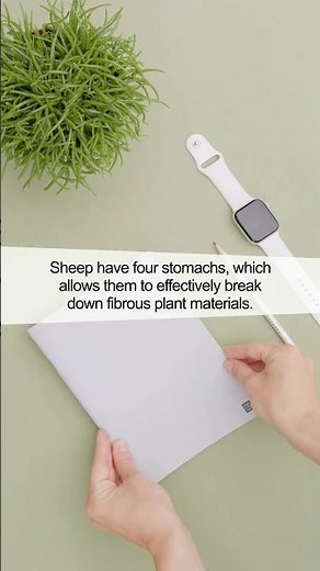 Why Do Sheep Have Four Stomachs? Discover the Secret Behind Their Digestive Power!