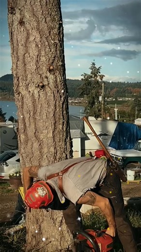 19K views · 361 reactions | Knockin’ over a stub #logger #logging #husqvarna #chainsawman #faller #evolve #love #bekind #timberfallers | Buckin' Billy Ray Smith | Facebook