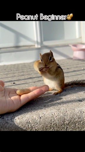 Baby Chippy, the Peanut Rookie🥜#chipmunk #squirrel #cuteanimals #animals