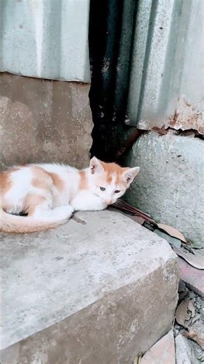 Java 😂😂😂😹