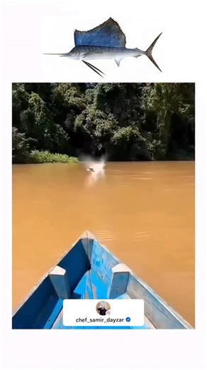 Sä Mîr on Instagram‎: "هذا النوع من الأسماك الشراعية، يصنف من الأسماك البحرية المفترسة ذات الزعانف الشعاعية من فصيلة أسماك الخرمان، وهي الوحيدة في جنس Istiophorus. وهي "أسرع" سمكة سباحة في العالم، حيث تصل سرعتها إلى 100 كم/ساعة. يصل طولها إلى 3.5 متر وتزن حوالي 100 كلغم. يعيش هذا النوع من الأسماك في المياه الاستوائية وشبه الاستوائية والمعتدلة في جميع المحيطات.⁩ لا_تنسو_متابعه__🫶🤎 🫡"‎