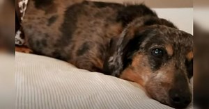 Senior Dog Sanctuary Is Complete Paradise For Older Pups Without Homes