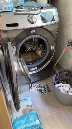 KATZE UND WASCHMASCHINE!😹😹😹 #shorts ‪@ARSCHBULETTE‬ #cat #funnyanimals #tiereinaction