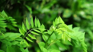Gliricidia Sepium Leaves Green Wind Common Stock Footage Video (100% Royalty-free) 1106331437 | Shutterstock