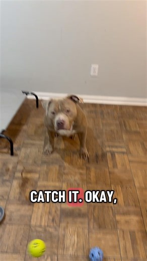 Dogs With Perfect Timing: Insane Catching Ball Skills