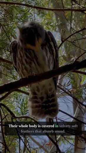 Owls Fly in TOTAL SILENCE — Microscopic Feathers Make It Possible #shorts #science #POVScience