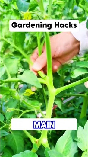 How to Prune Tomato Side Shoots 🍅 Better Growth & Yield