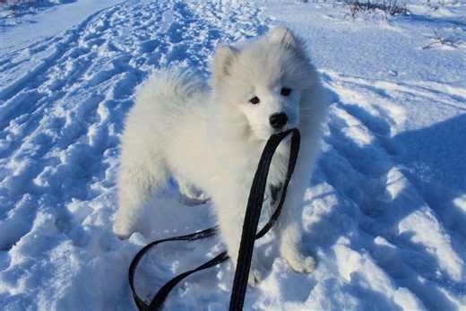 ૮ – ﻌ–ა i've gotten one singular fucking unicorn. ⏔⏔ ꒰ ᧔ෆ᧓ ꒱ ⏔⏔ #roblox #adoptme #fyp #cute #ishowspeed