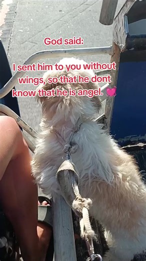 Molly's Heartwarming Rescue Story