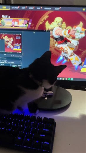 She’s doing her first ever stream on twitch. #fyp #kitten #marvelrivals