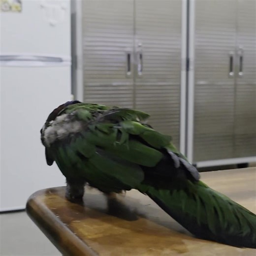 Everybody needs a little help sometimes. | Ginger's Parrot Rescue