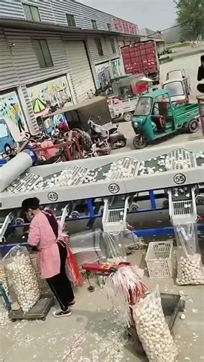 8 tons Garlic Grading Sizing Machine Supplier #garlic #garlicmachine #agriculture