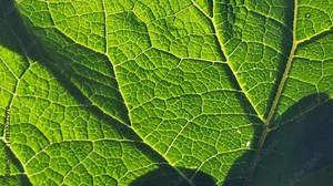 A close view of a green leaf reveals detailed vein structures and textures, illuminated by sunlight. The shadows add depth and enhance the leaf's natural beauty.