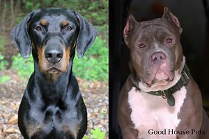 Doberman Pitbull Mix: A Full Guide