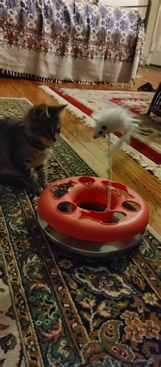 Cutie baby yumi❤️😻#cat #cats #kitten #cutecat #catvideos #pets #animals #cute #shorts #memories #fyp