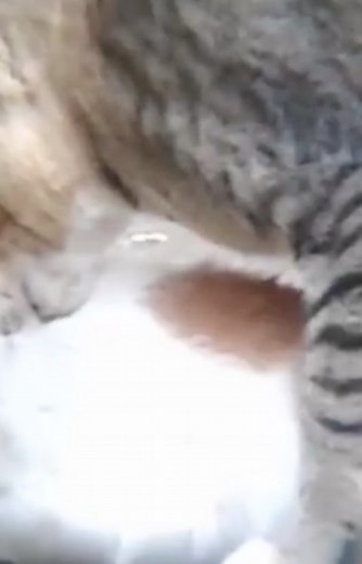 ‎جفتگیری حیوانات، سکس حیوانات‎ | ‎جفتگیری گربه #🐈❤️ #گربه #🐈‍⬛ #🐈️‎ | Instagram