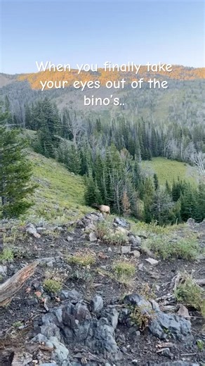 So much for putting the spotting scope to work 🤔 Sometimes ya gotta take your eyes off the glass!