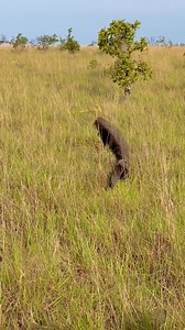 Spotting the majestic giant anteater in the wilds of the Rupununi is a true bucket-list moment! 🐾🌿 Experience Guyana’s untamed beauty, where every encounter tells a story of adventure. #VisitGuyana #WildGuyana #RupununiExploration | Visit Guyana