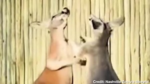 Two kangaroos took part in a breathtaking brawl at the Nashville Zoo recently. Boxing bouts are apparently a common phenomena among the species, whether they are for play or to settle a dispute. | Breitbart