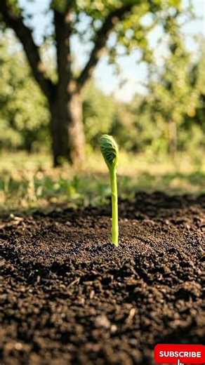 “From One Seed to Neem Tree 🌳 Smooth Natural Growth Timelapse” #plantgrowth#farming #naturetimelaps