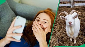 "What happened next?": Angry goat breaks sliding door, netizens entertained