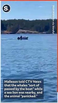 Sea Lion Jumps on Boat to Escape Orca