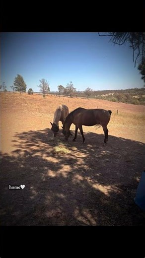 Welcome home boys!!! Monty and mr pauly!!!! #ponys#horses#newhorses#showjumping
