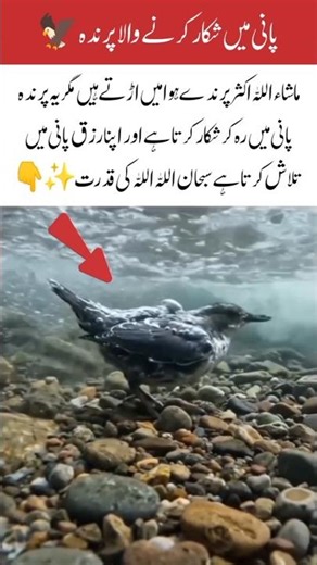 Amazing Bird That Hunts Inside Water 🐦 SubhanAllah #trendingshorts #shorts #birds #islamic #duet