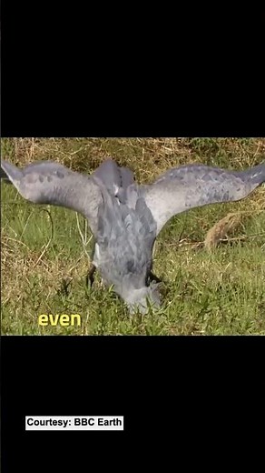 The Bird That Sounds Like a Machine Gun 🔫 #shoebill #nature #scaryanimals